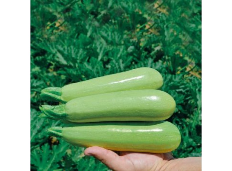 Насіння кабачка Теренум F1 (43 дні) (2500 сім.) Lark Seeds Насіння кабачка Теренум F1 (43 дні) (2500 сім.) Lark Seeds